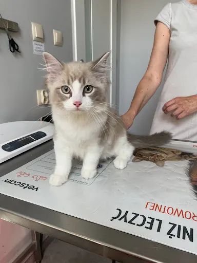 Przychodnia Weterynaryjna CITY VET